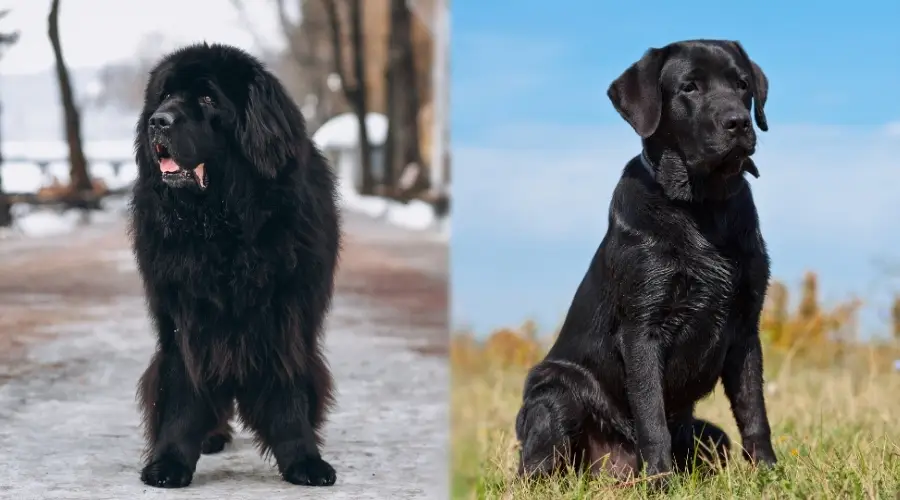 Dos perros negros hambrientos