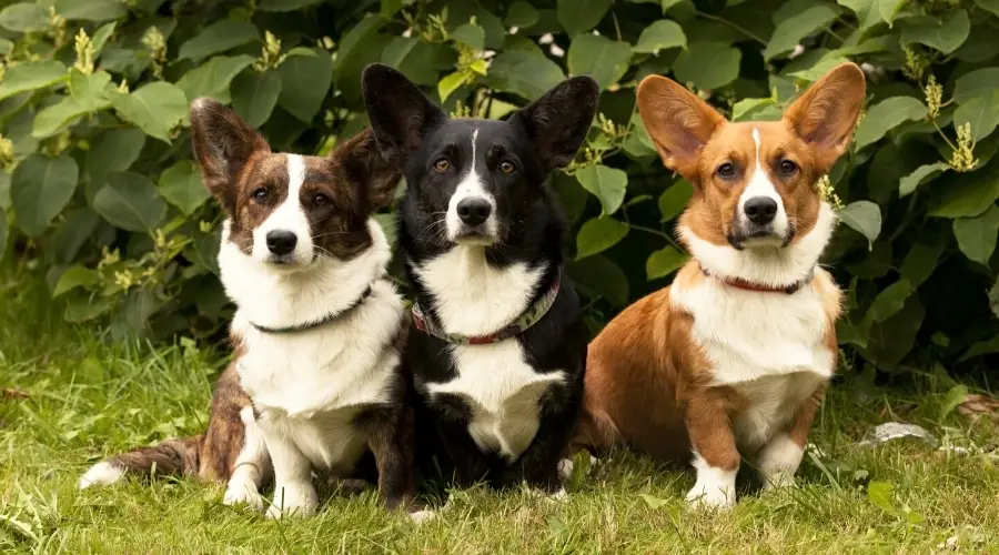 Tres lindos perros sentados afuera