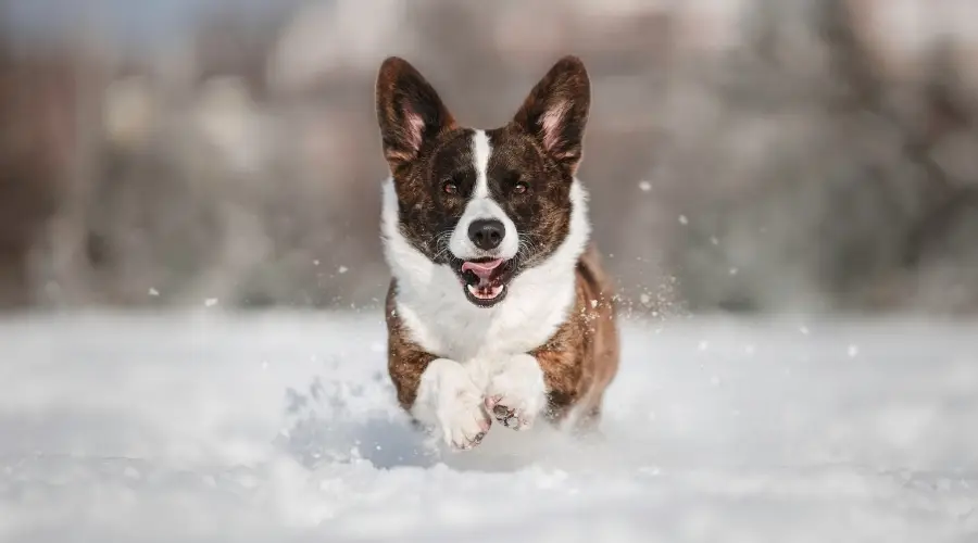 Perro atigrado y blanco corriendo en la nieve