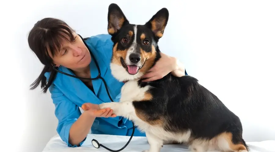 Perro siendo revisado por un veterinario