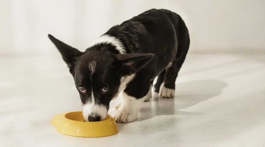 Cachorro blanco y negro comiendo de un cuenco para perros amarillo