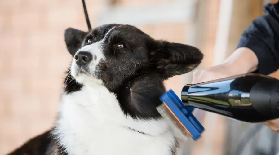 Perro blanco y negro siendo preparado