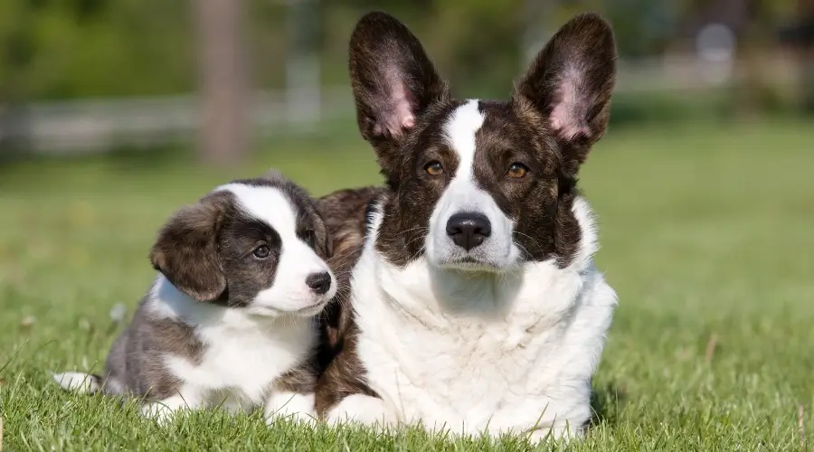 Cachorro con su madre