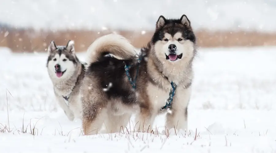 Dos perros en tiempo de nieve