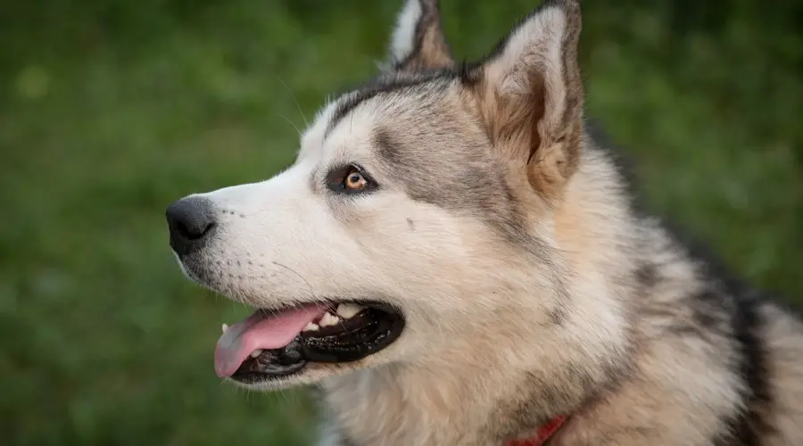 Perro blanco y dorado al aire libre