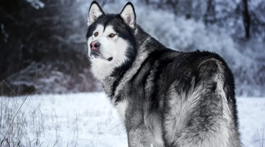 Perro grande al aire libre en la nieve