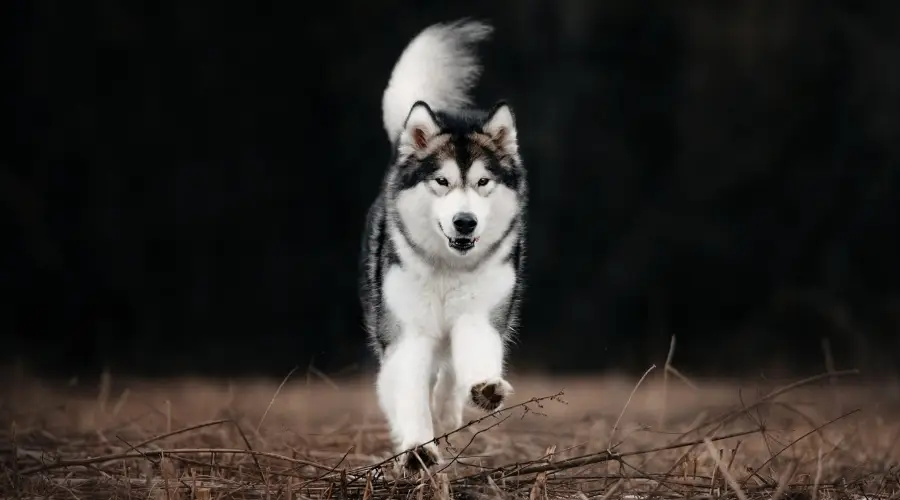 Malamute de Alaska jugando