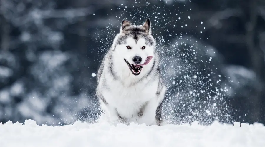 Perro corriendo salvajemente en la nieve