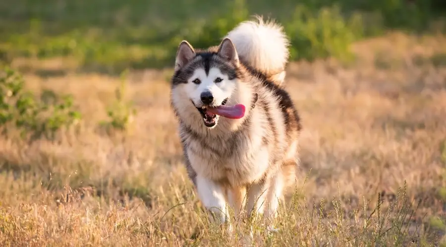 Perro esponjoso al aire libre