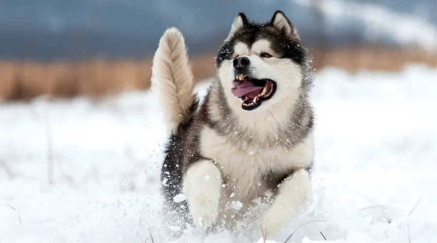 Perro sano jugando en la nieve