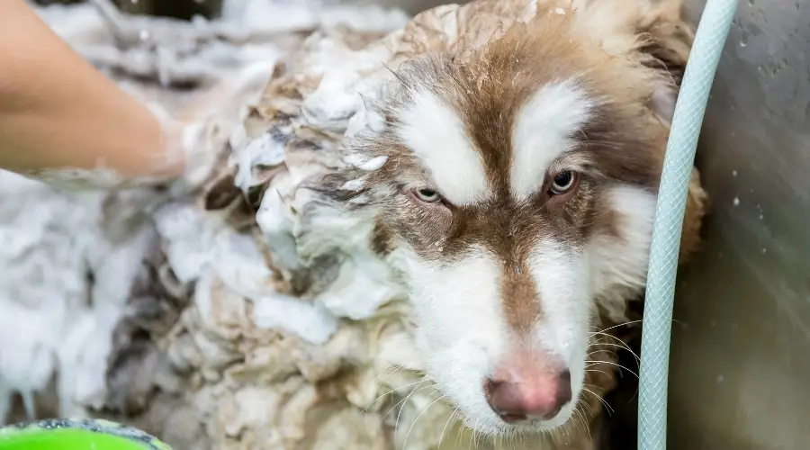 Malamute bañándose