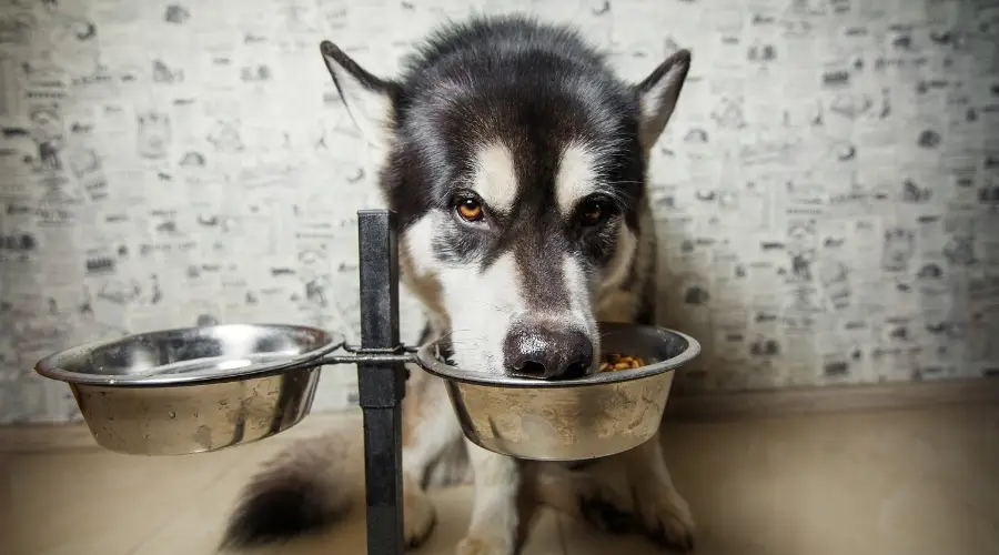 Malamute comiendo comida para perros