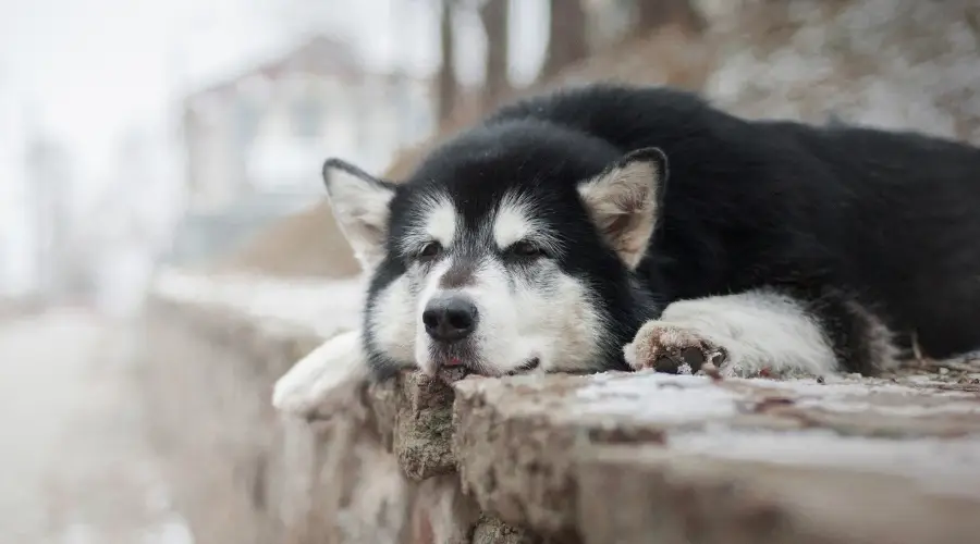 Perro de rescate tendido al aire libre