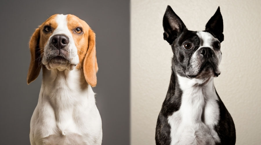 Perro blanco y marrón junto a perro blanco y negro