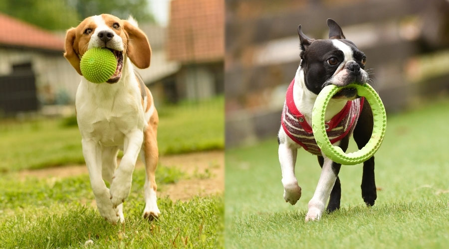 Dos perros jugando con juguetes