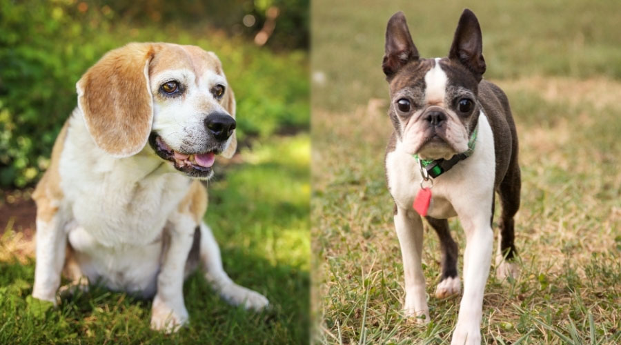 Perros mayores sobre el césped