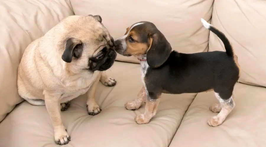 Pequeño cachorro beagle lame la cara de un perro pug sentado