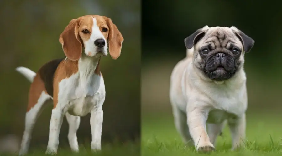 Perros pequeños parados en la hierba