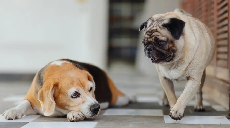 Dos perros mayores mirándose