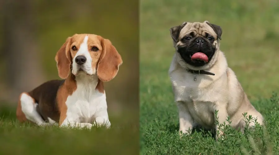 Dos perros sentados en un campo.