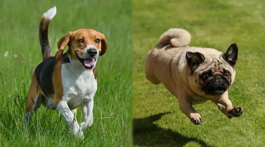 Dos perros corriendo en un campo