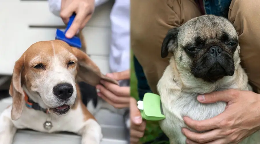 Dos perros cepillando sus abrigos