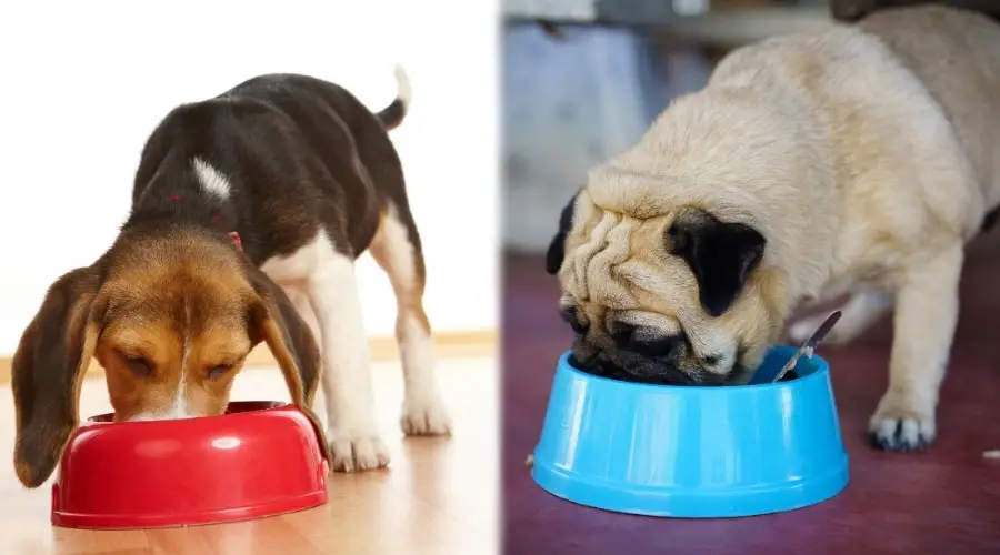 Dos perros con la cabeza en cuencos para perros