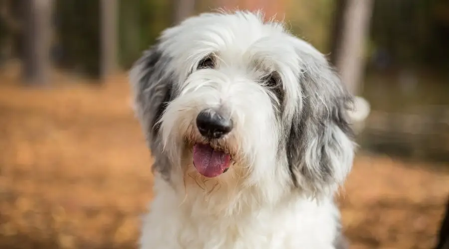 Perro de pelo largo más joven afuera