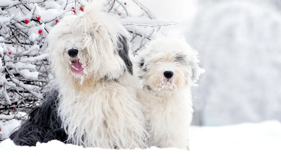 Viejos perros pastores ingleses jugando en la nieve