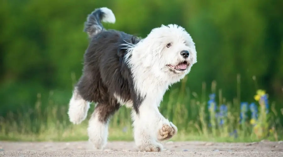 Perro lanudo corriendo al aire libre