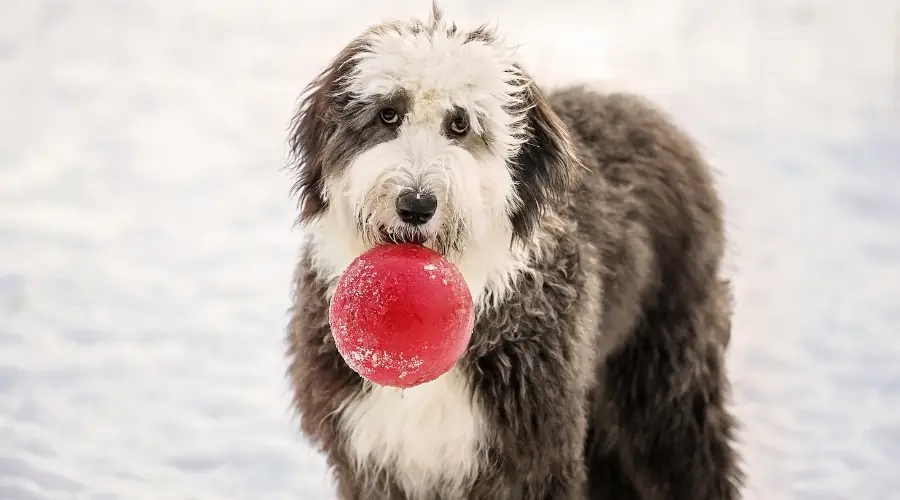 Perro con Jolly Ball en la boca