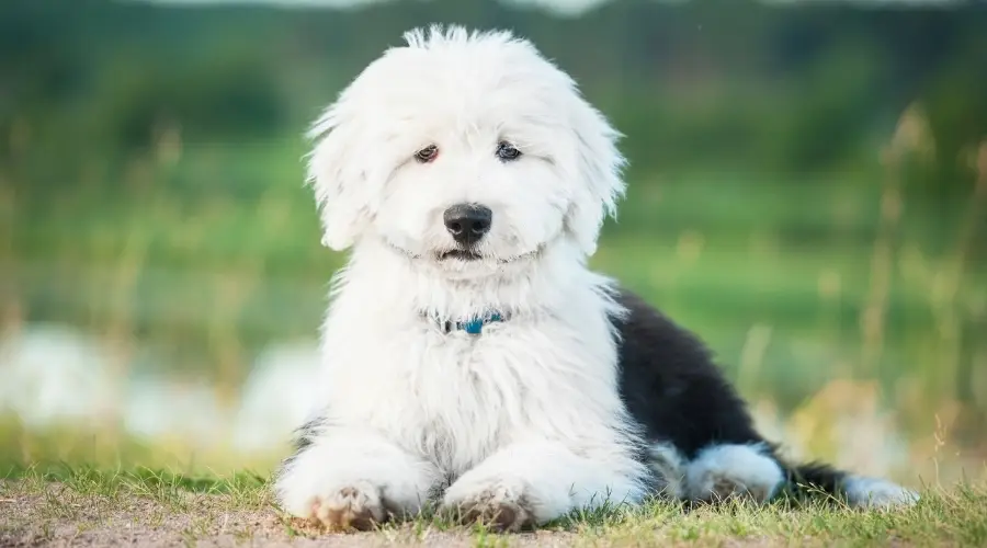 Perro lanudo blanco al aire libre