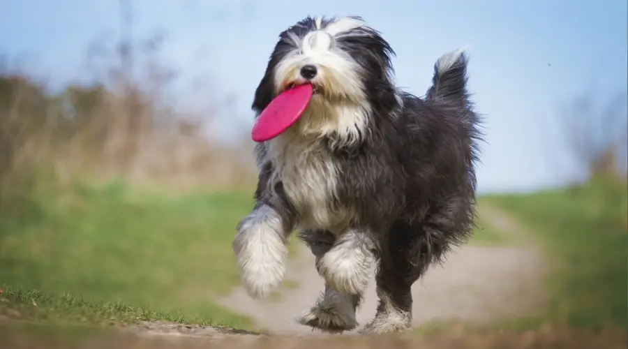 Perro peludo grande hambriento