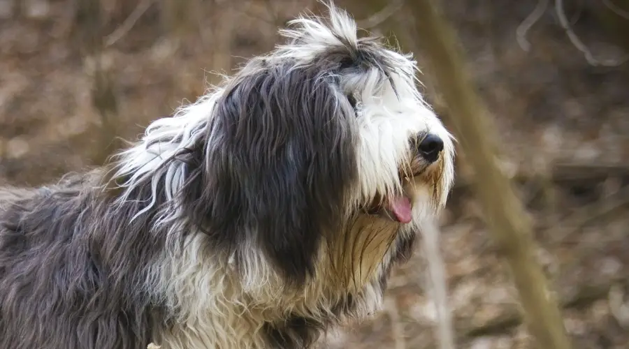 Perro peludo sano afuera