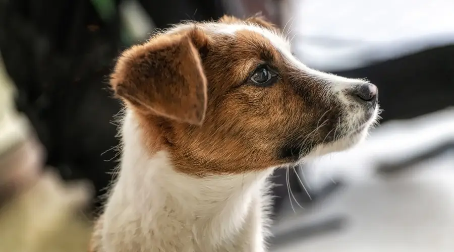 Cachorro de perro jackshund