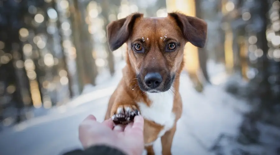 Perro Jackshund en la nieve