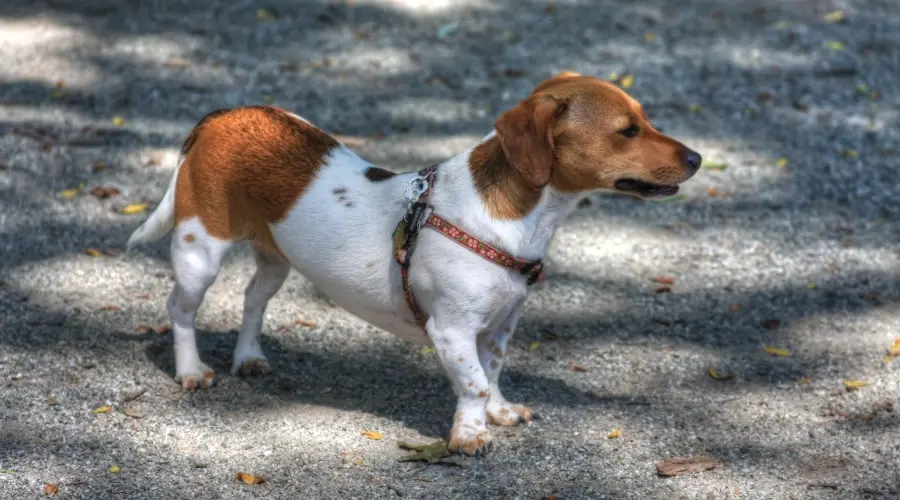 Jackshund caminando afuera en otoño