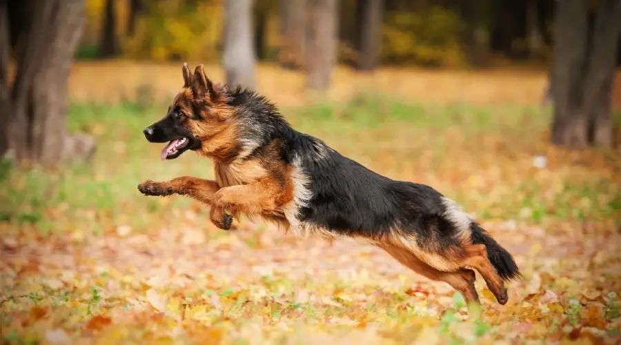 Perro corriendo en el bosque