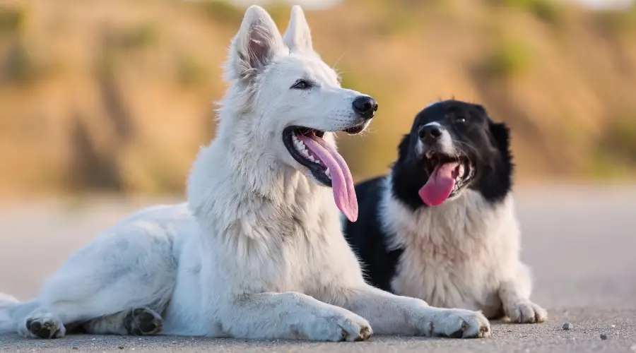 Dos perros afuera jadeando