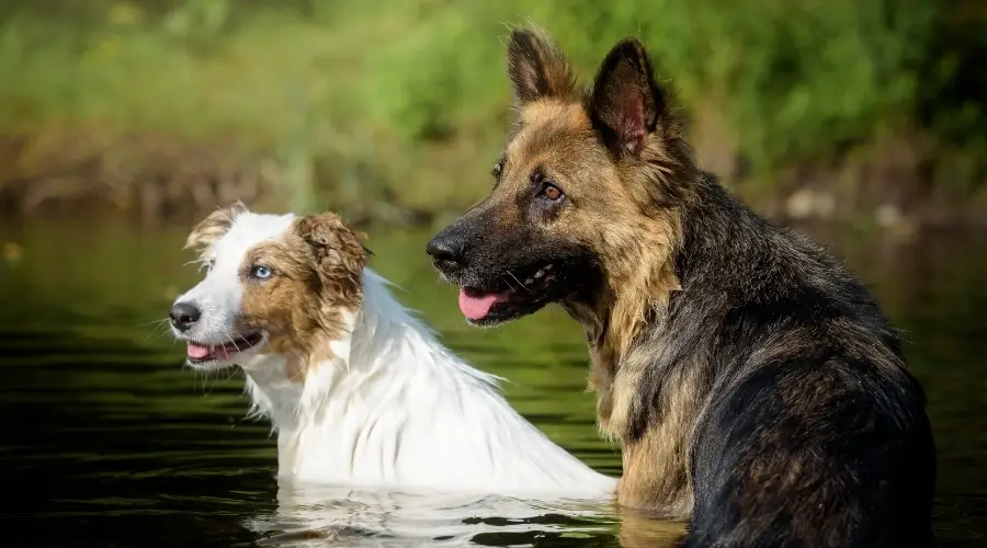 Dos perros de pelo largo en el agua.