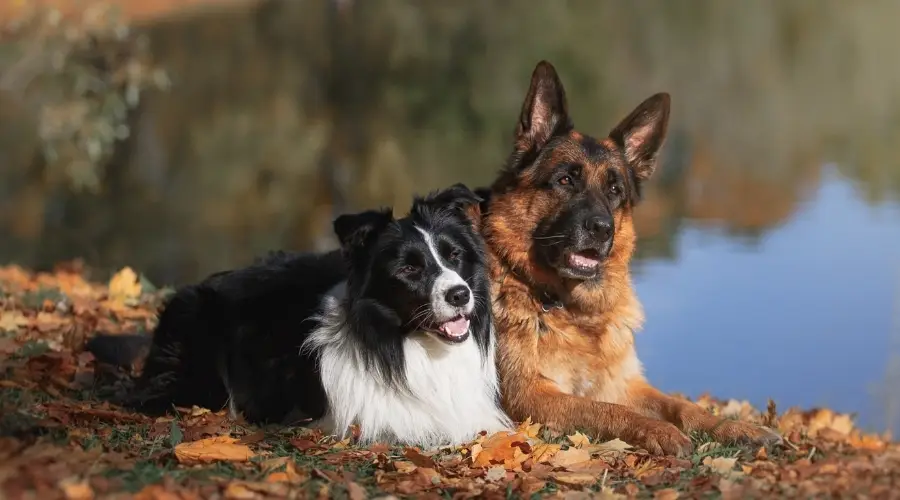 Dos perros de pelo largo durante la sesión de entrenamiento