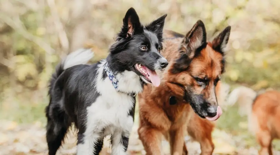 Dos perros caminando juntos al aire libre en otoño