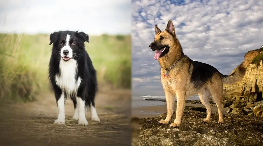 Dos perros sanos sentados en la playa