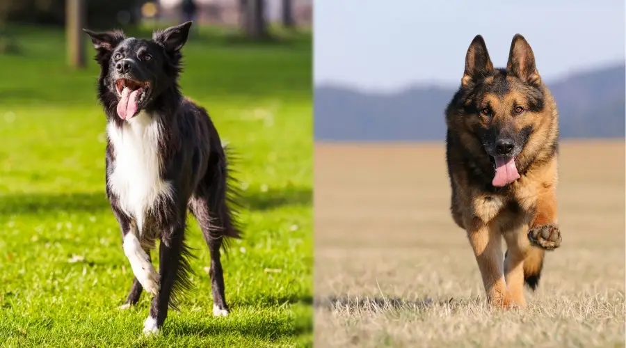 Dos perros peludos afuera haciendo ejercicio