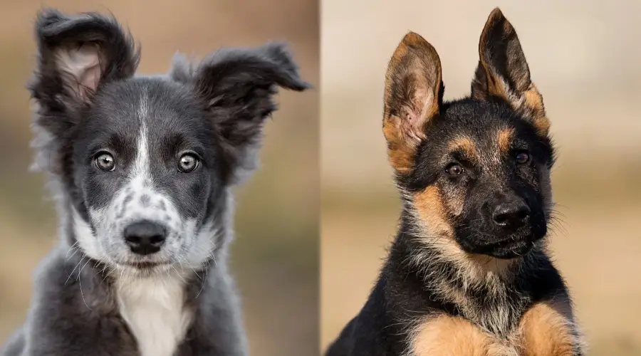 Dos adorables cachorros