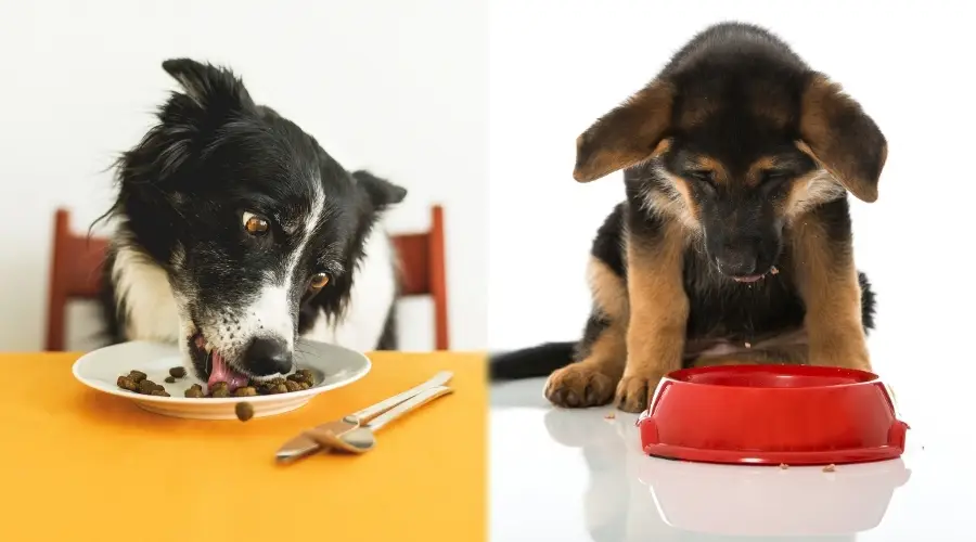 Dos perros mirando tazones de comida