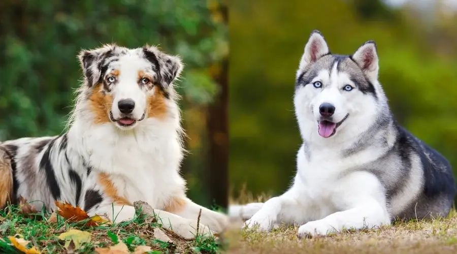 Perros felices tirados en la hierba