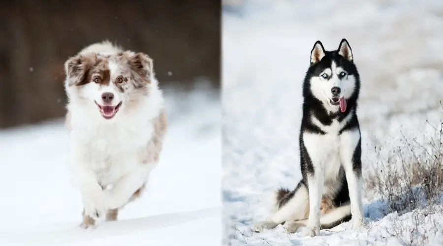 Dos perros de pelo largo en la nieve.