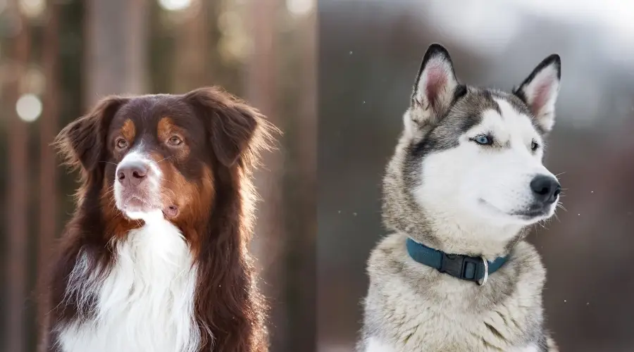 Dos perros de trabajo al aire libre en el bosque