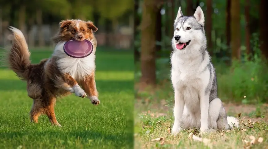 Dos perros durante las sesiones de entrenamiento